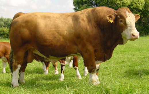 西门塔尔牛占瑞士全国牛只的50%,奥地利占63%,前西德占39%,现已分布到